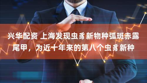 兴华配资 上海发现虫豸新物种弧斑赤露尾甲，为近十年来的第八个虫豸新种